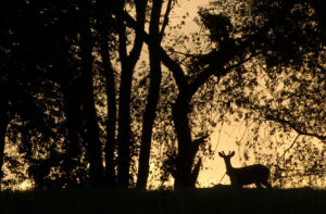 SAMUEL: Oak mast determines deer sightings